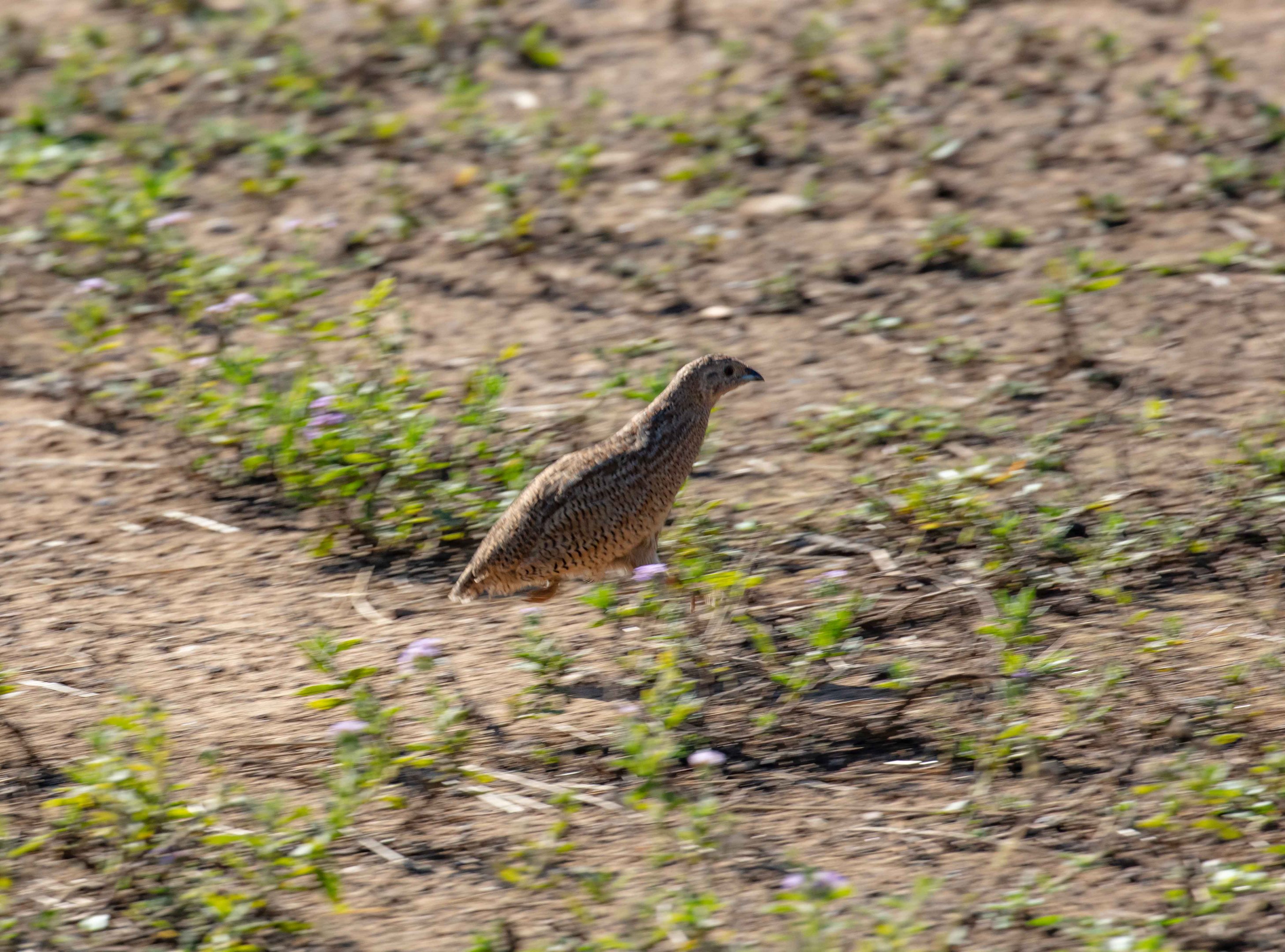 Brown Quail