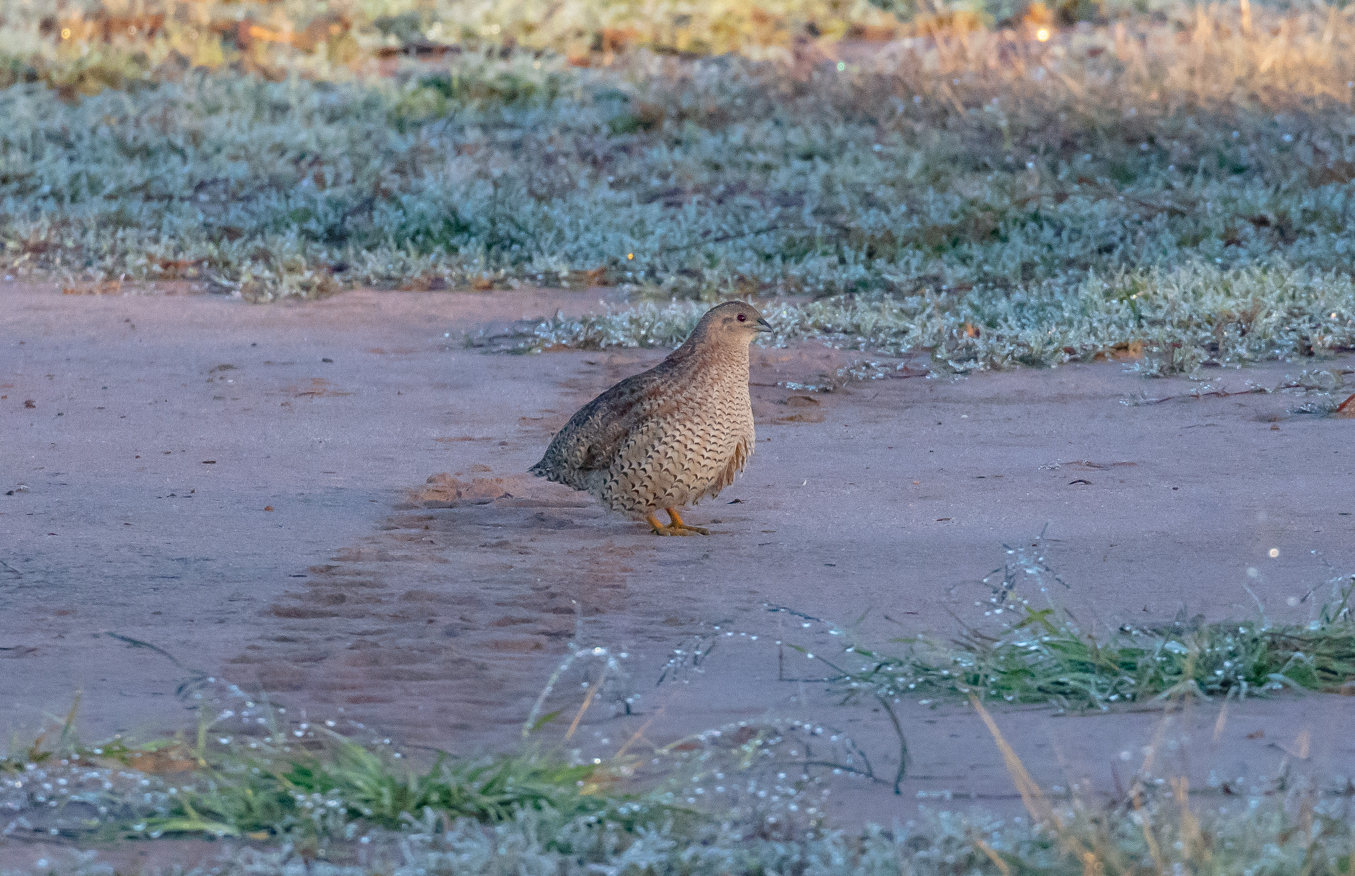 Brown Quail