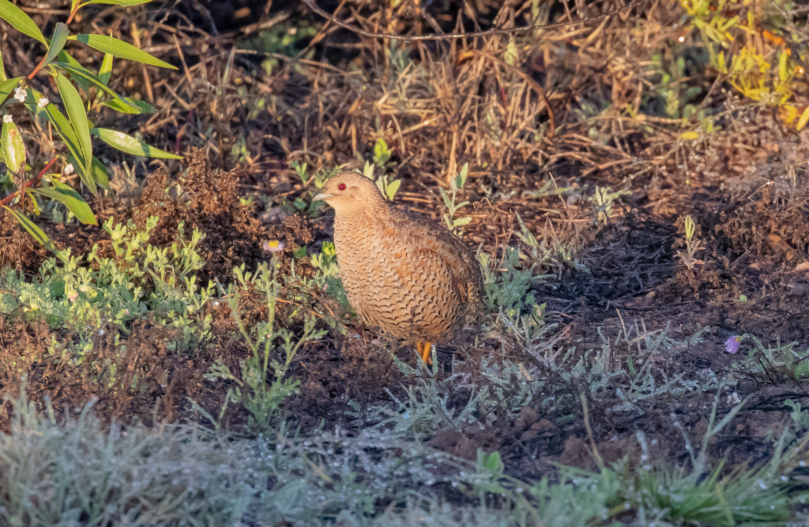 Brown Quail