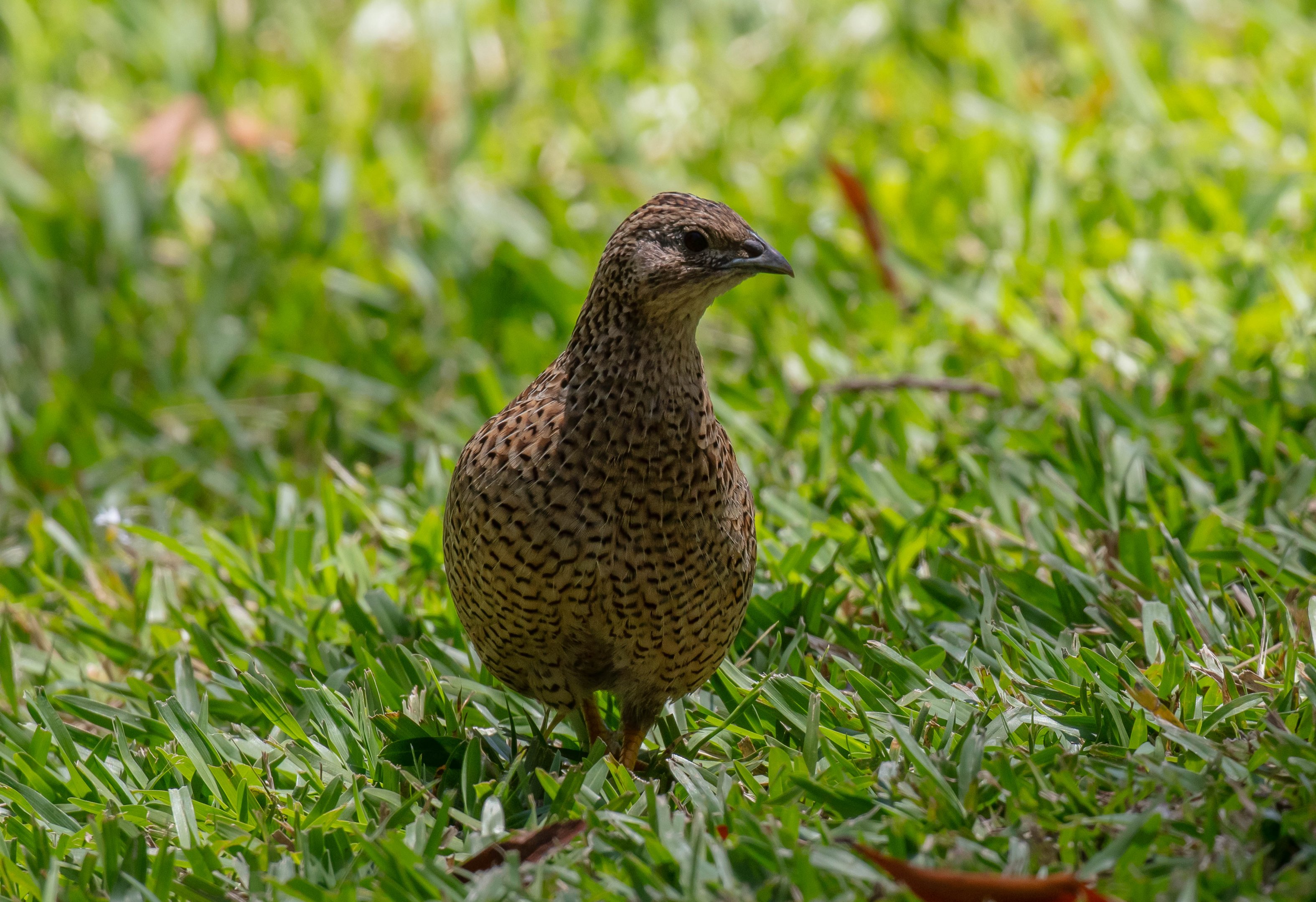 Brown Quail