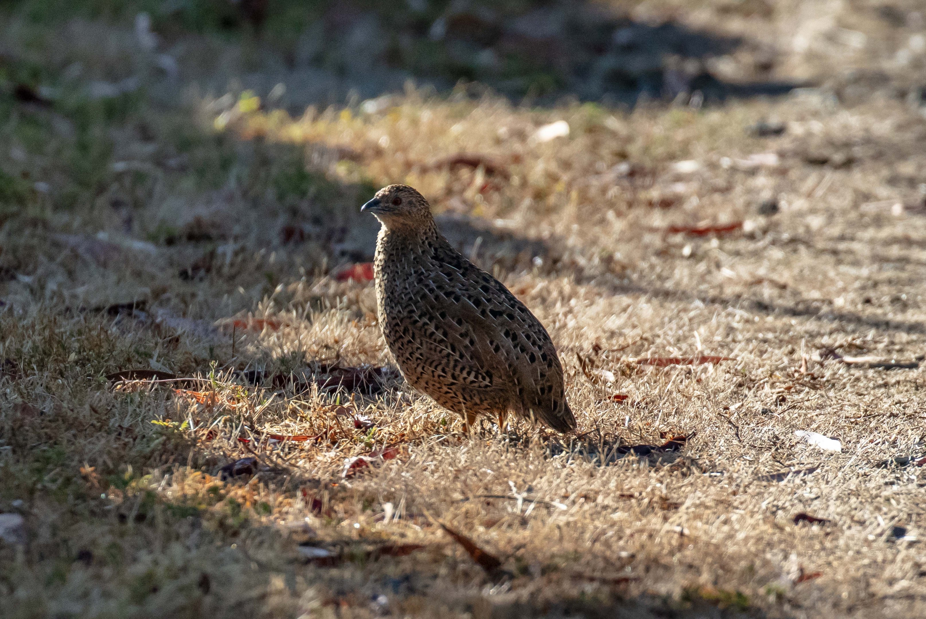 Brown Quail