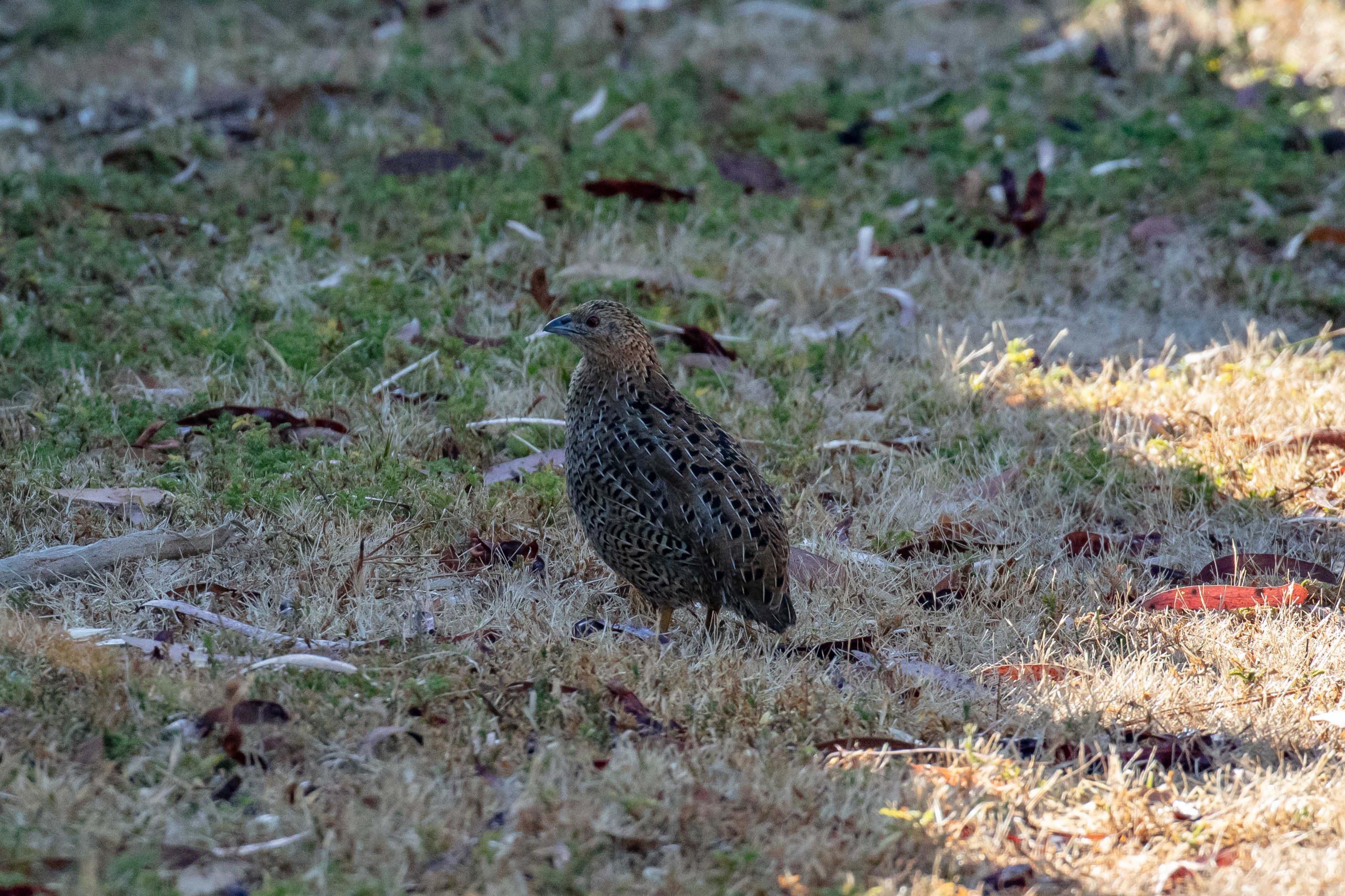 Brown Quail