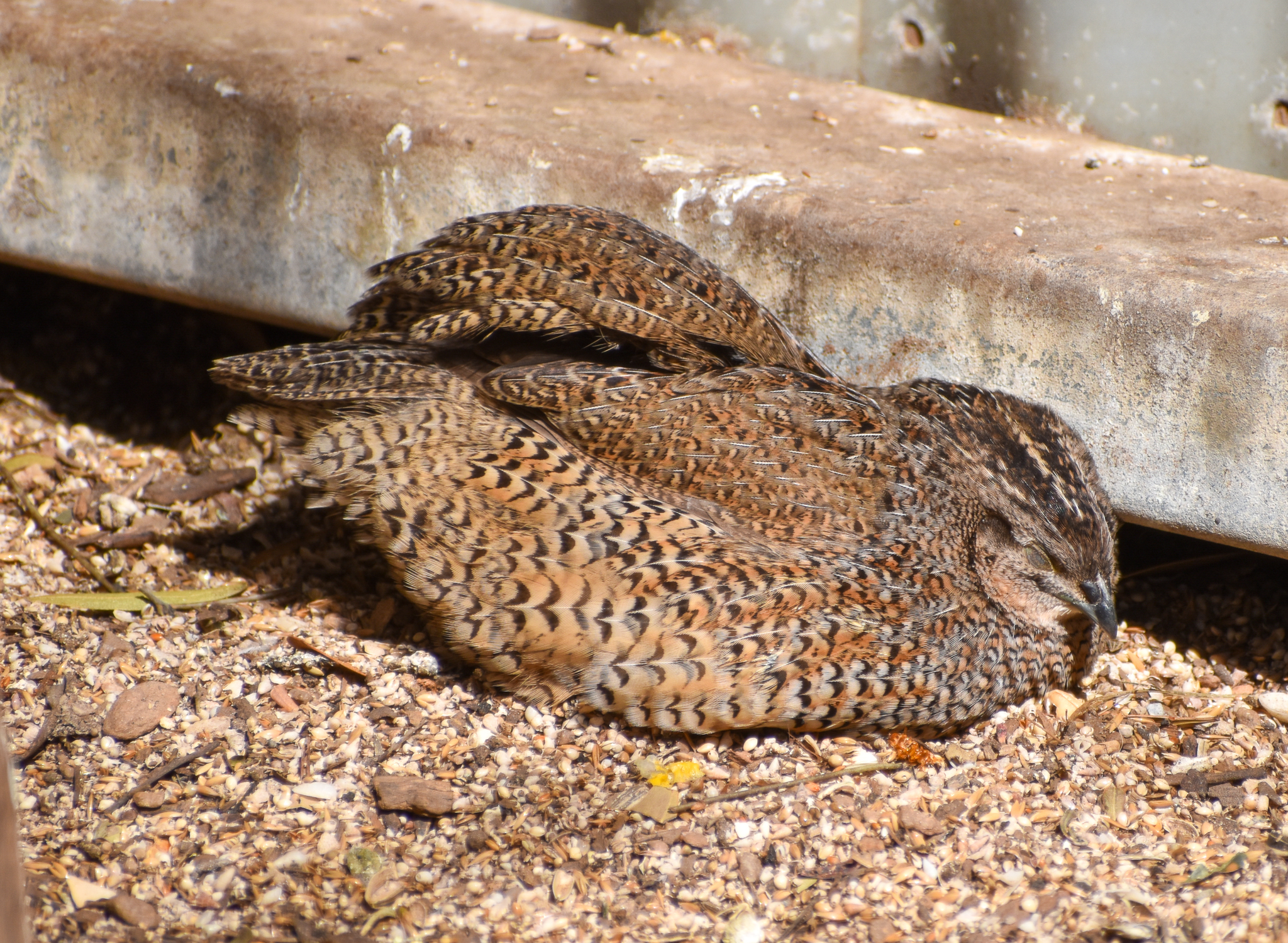 Brown Quail