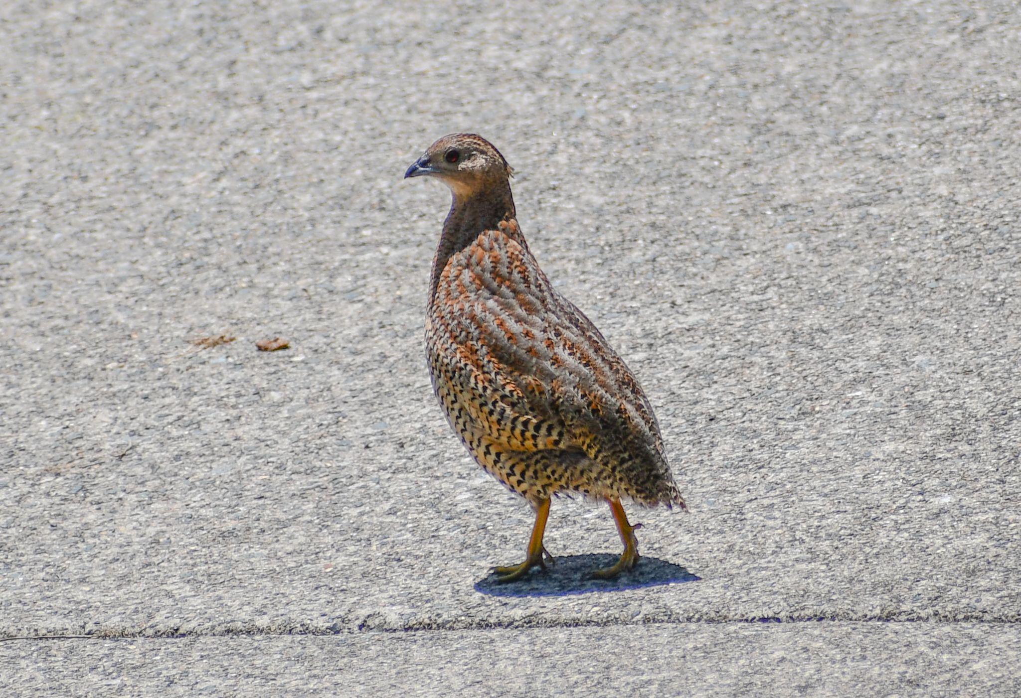 Brown Quail