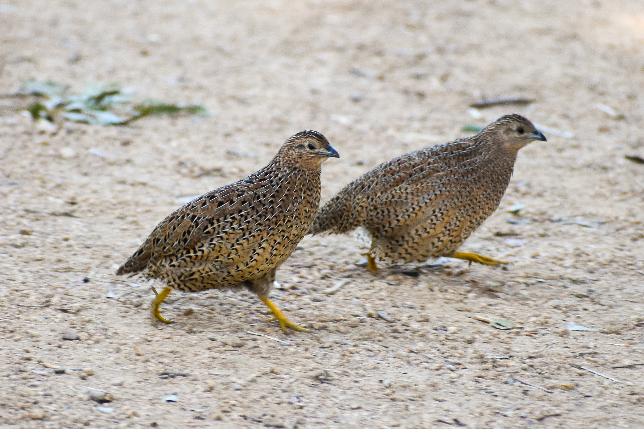 Brown Quails (Synoicus ypsilophorus)