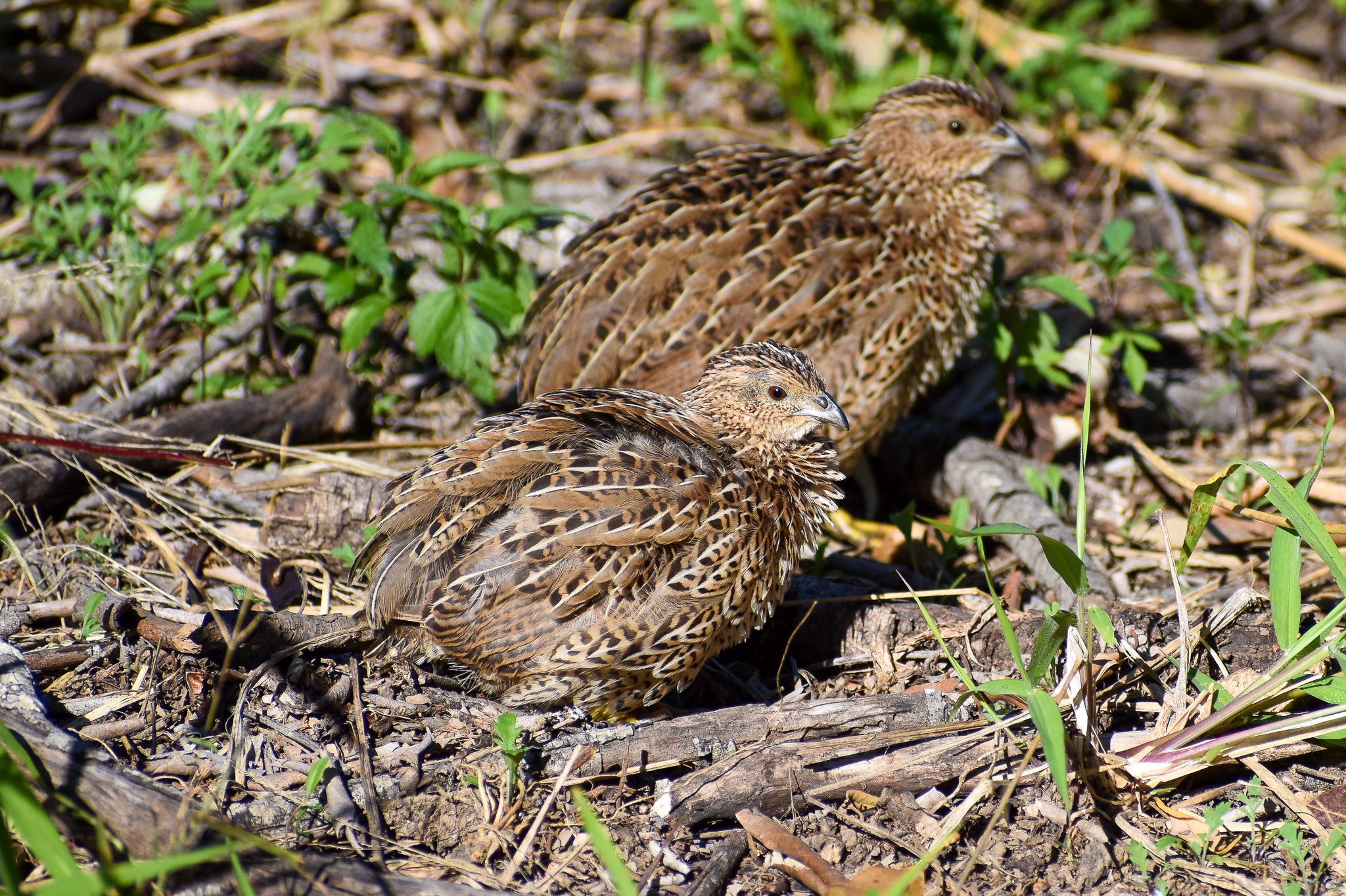 Brown Quails (Synoicus ypsilophorus)