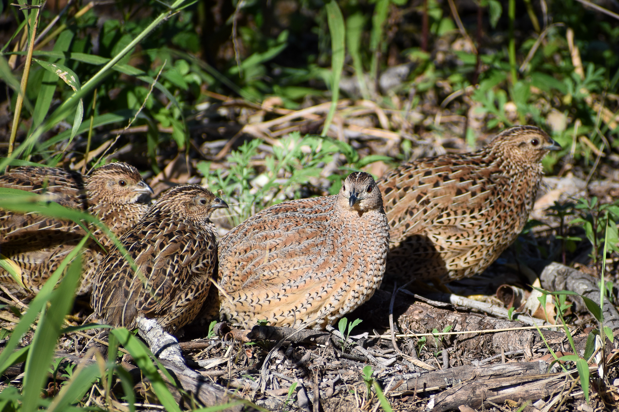 Brown Quails (Synoicus ypsilophorus)