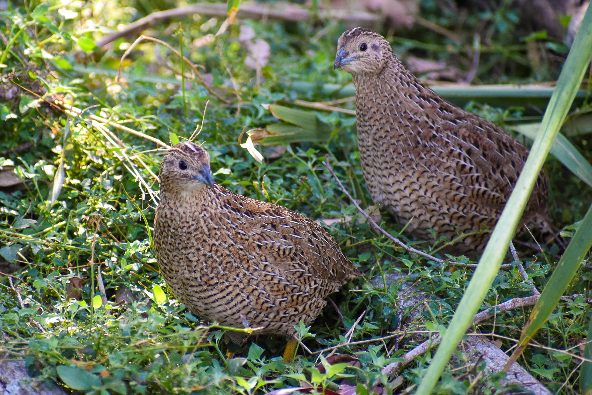 Brown Quails (Synoicus ypsilophorus)