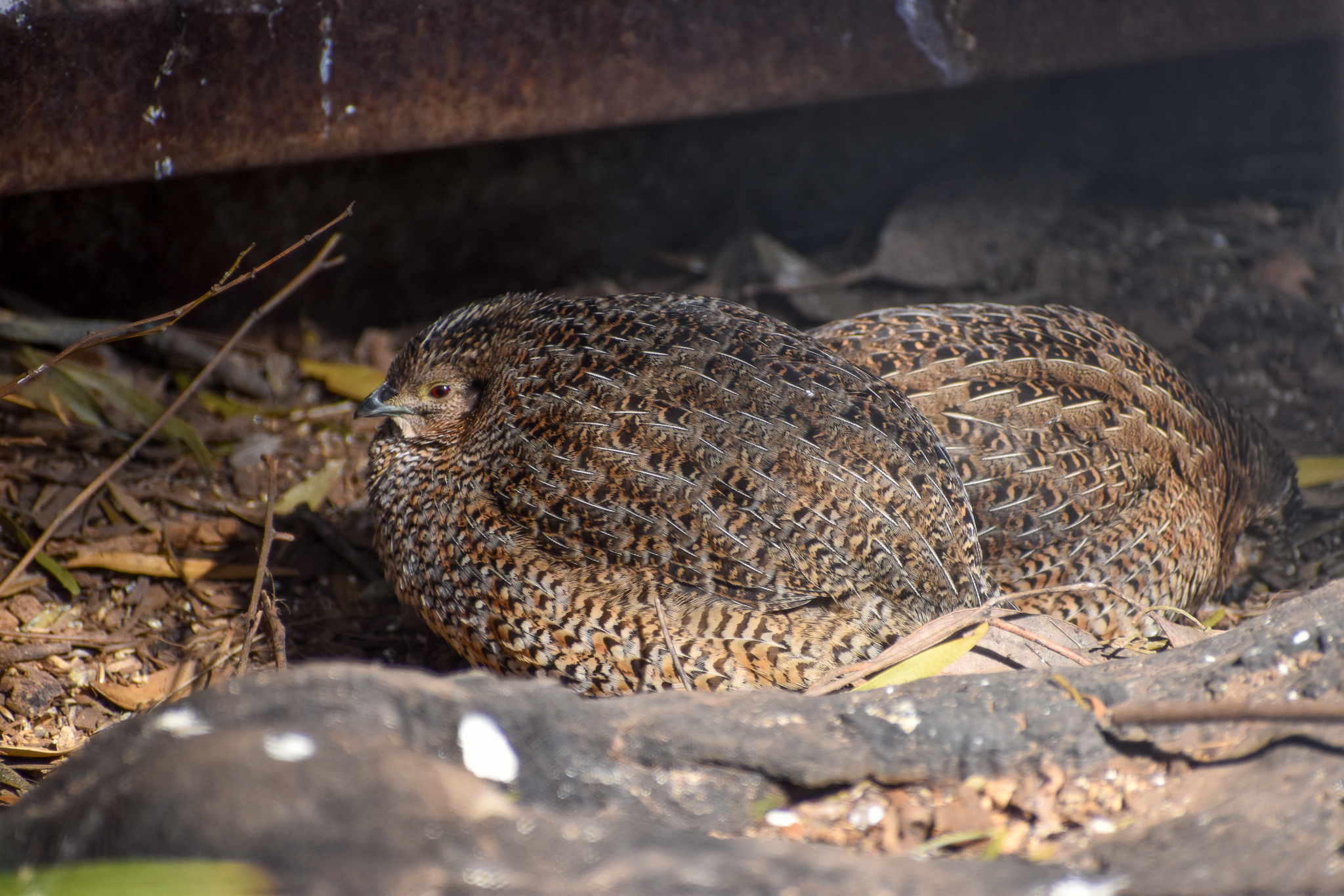 Brown Quails