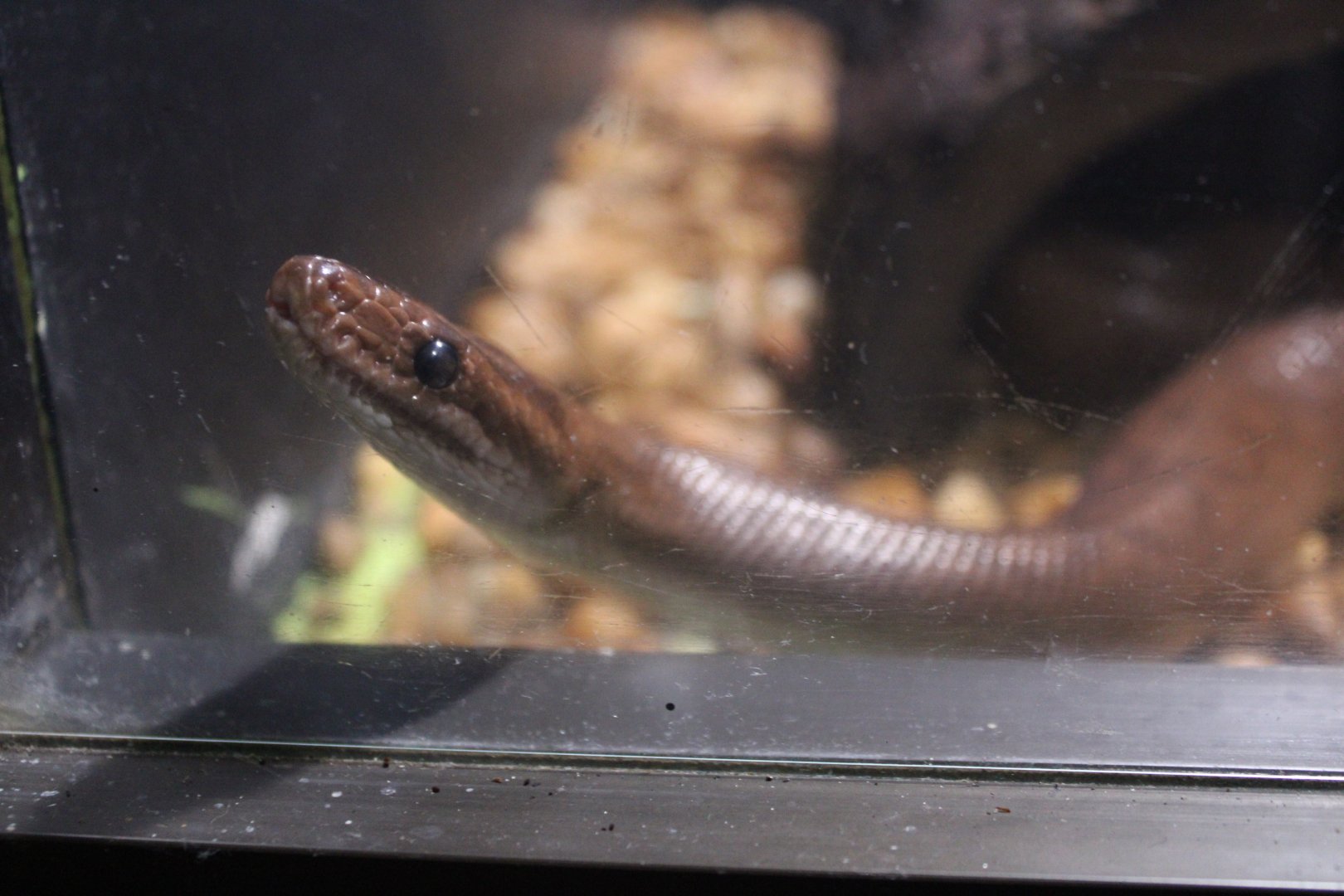 Brown Rainbow Boa (E. maurus ssp.)