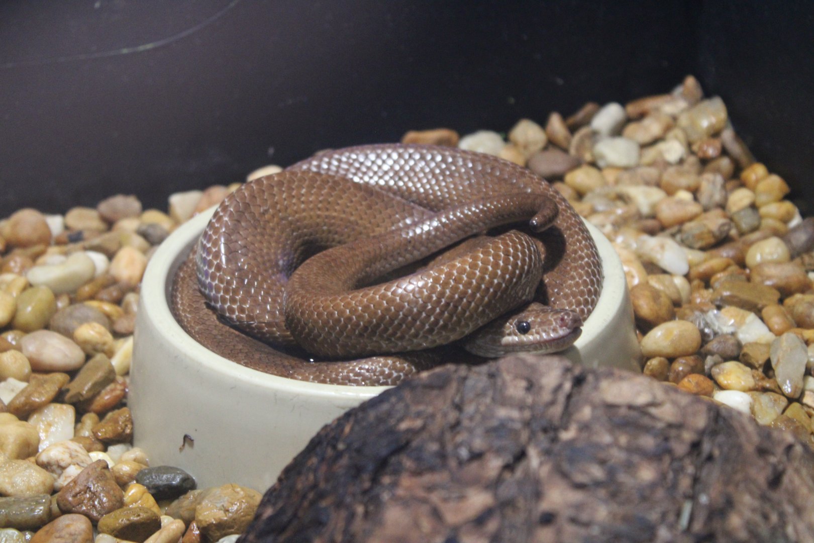 Brown Rainbow Boa (E. maurus ssp.)