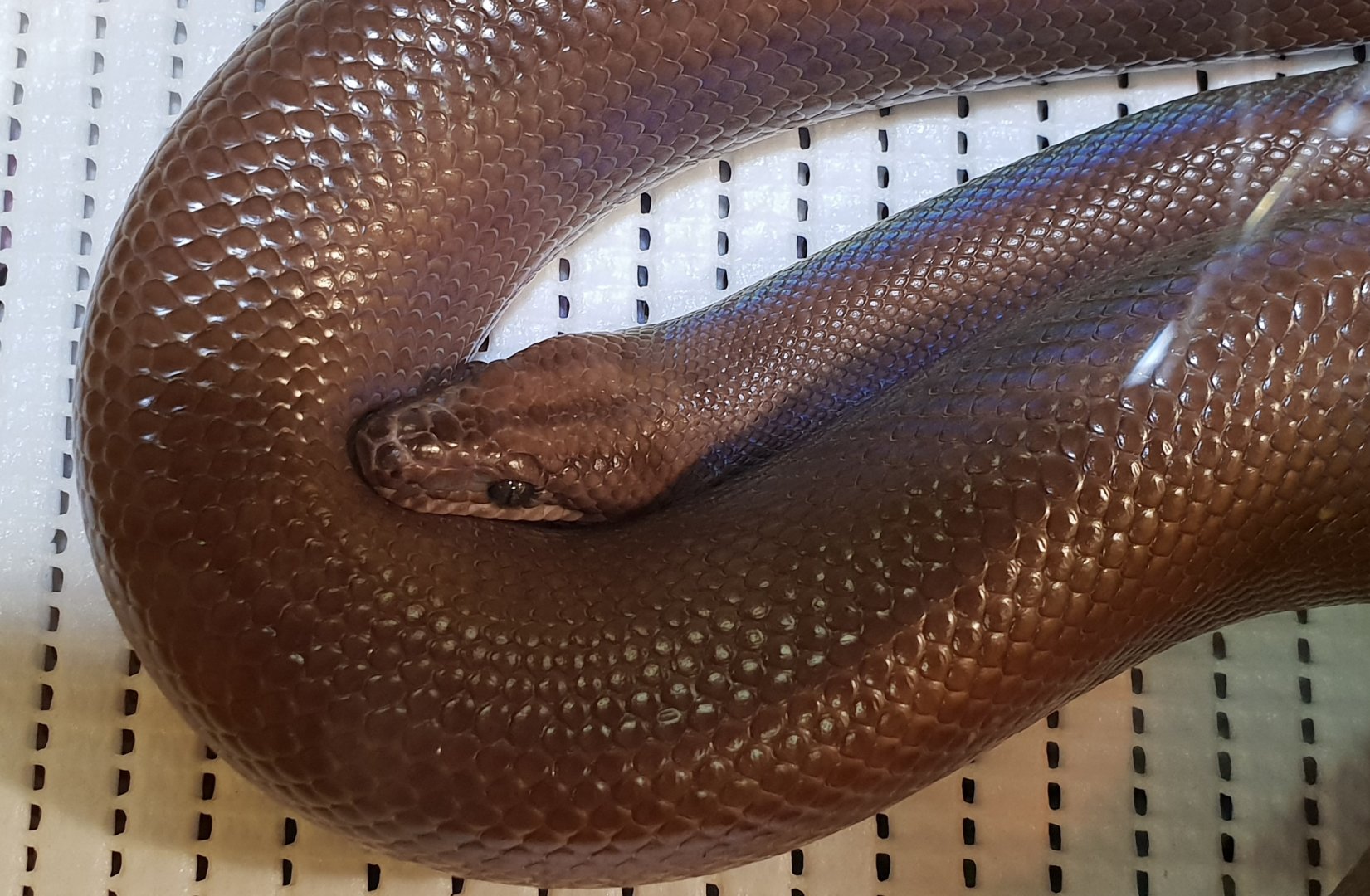 Brown rainbow boa - Epicrates maurus