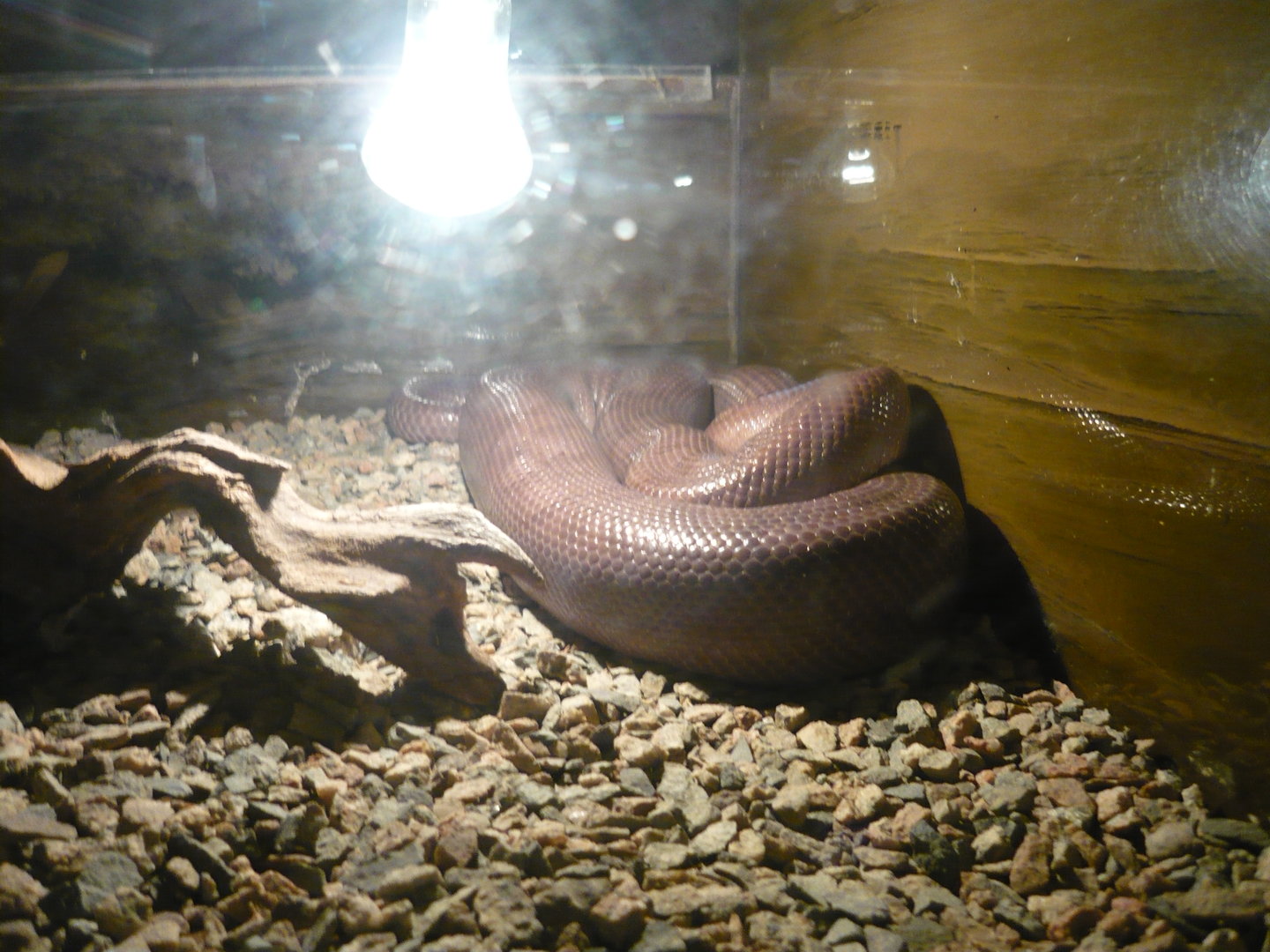 Brown rainbow boa (Epicrates maurus)