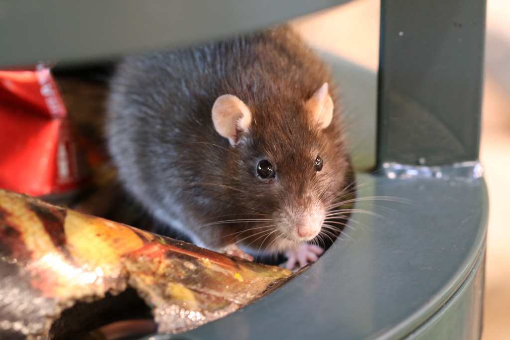 Brown Rat at Skansen 30th August 2016