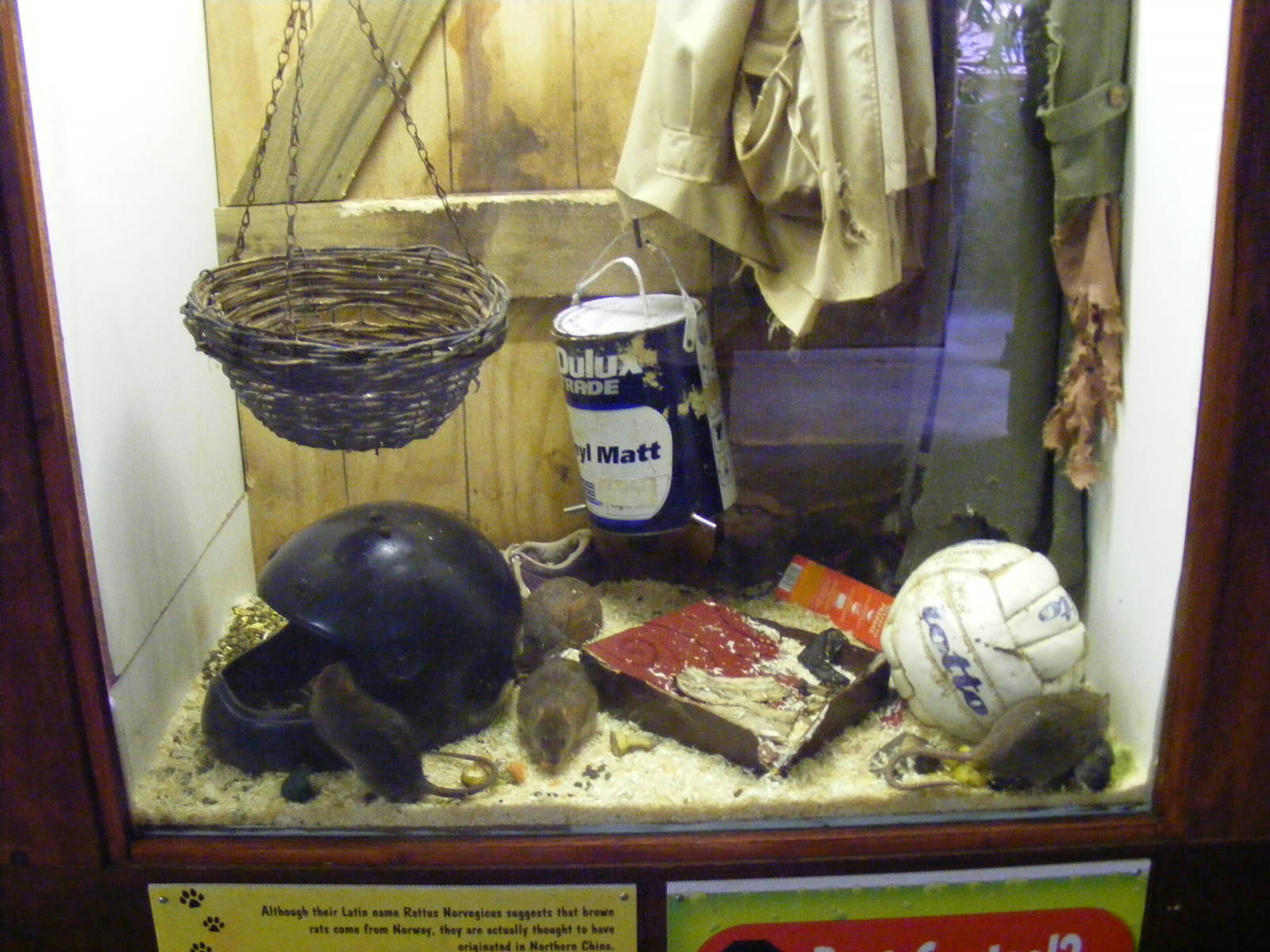 Brown rat enclosure at Lakeland Wildlife Oasis, 14 June 2011