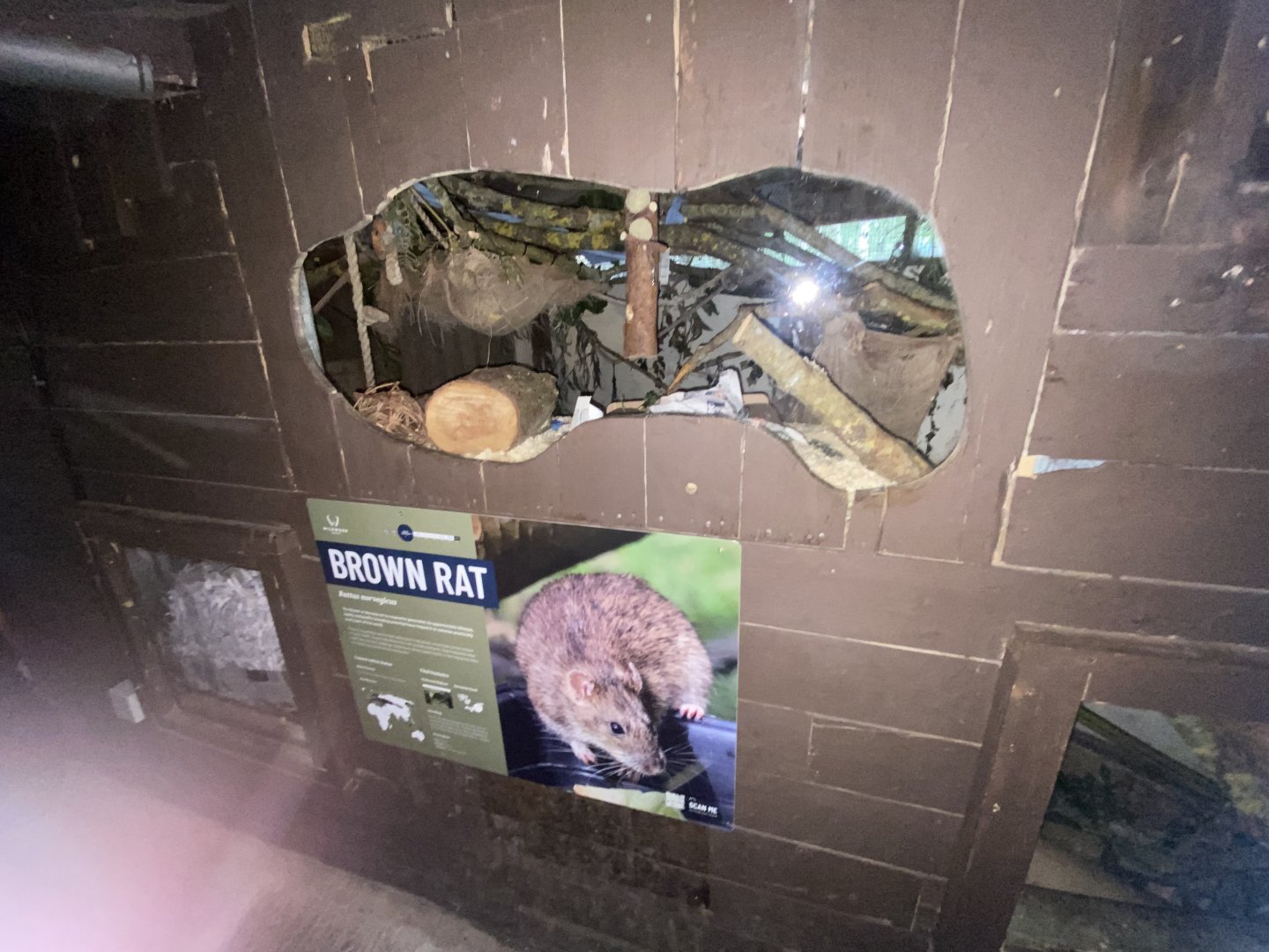 Brown rat exhibit 030924