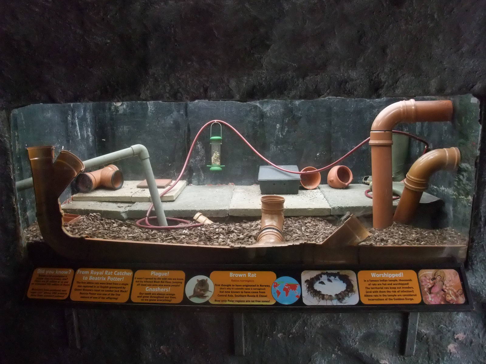 Brown Rat exhibit at the Palms: Final Visit, 08/08/10