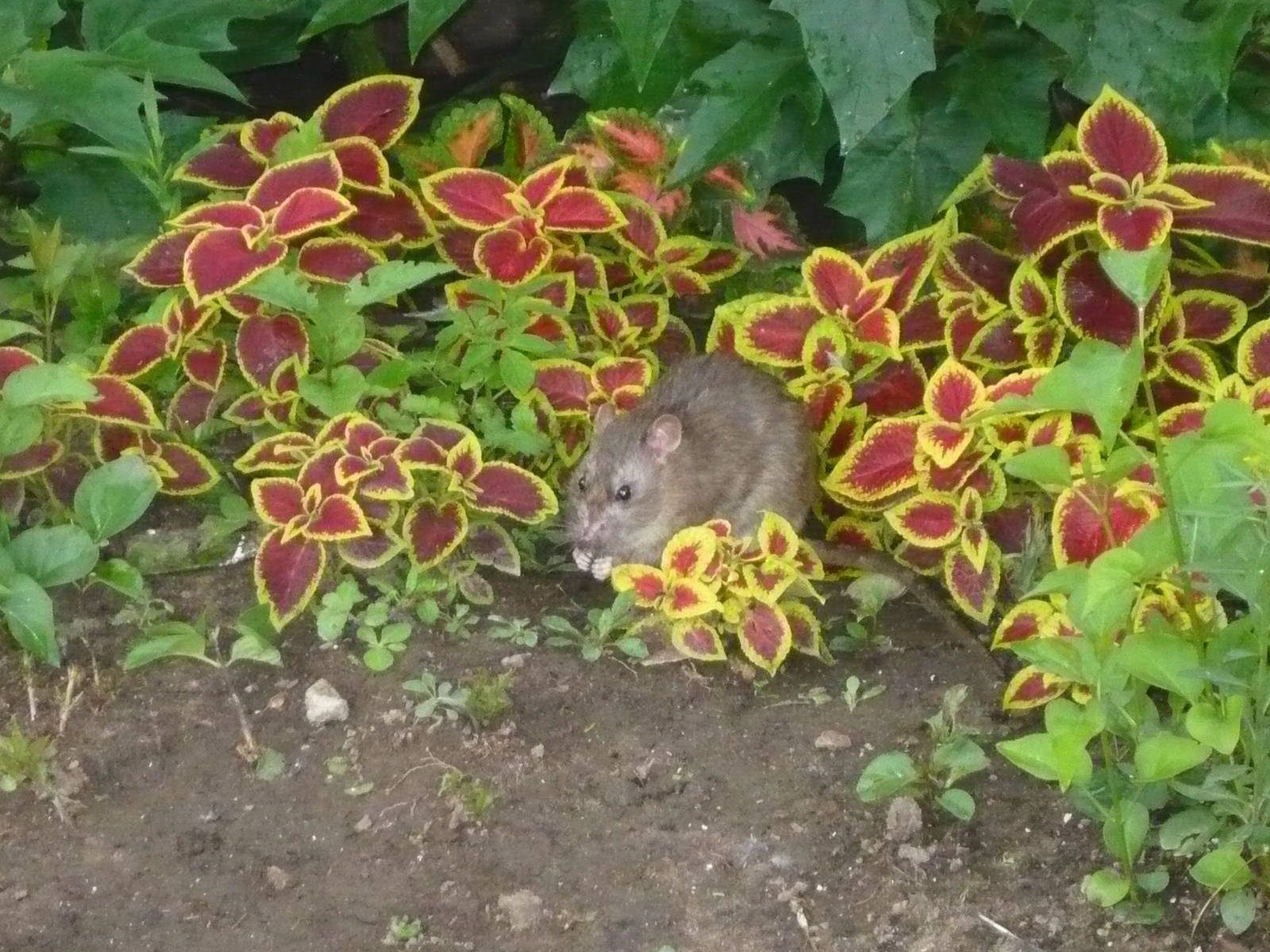 Brown rat in the flowerbed