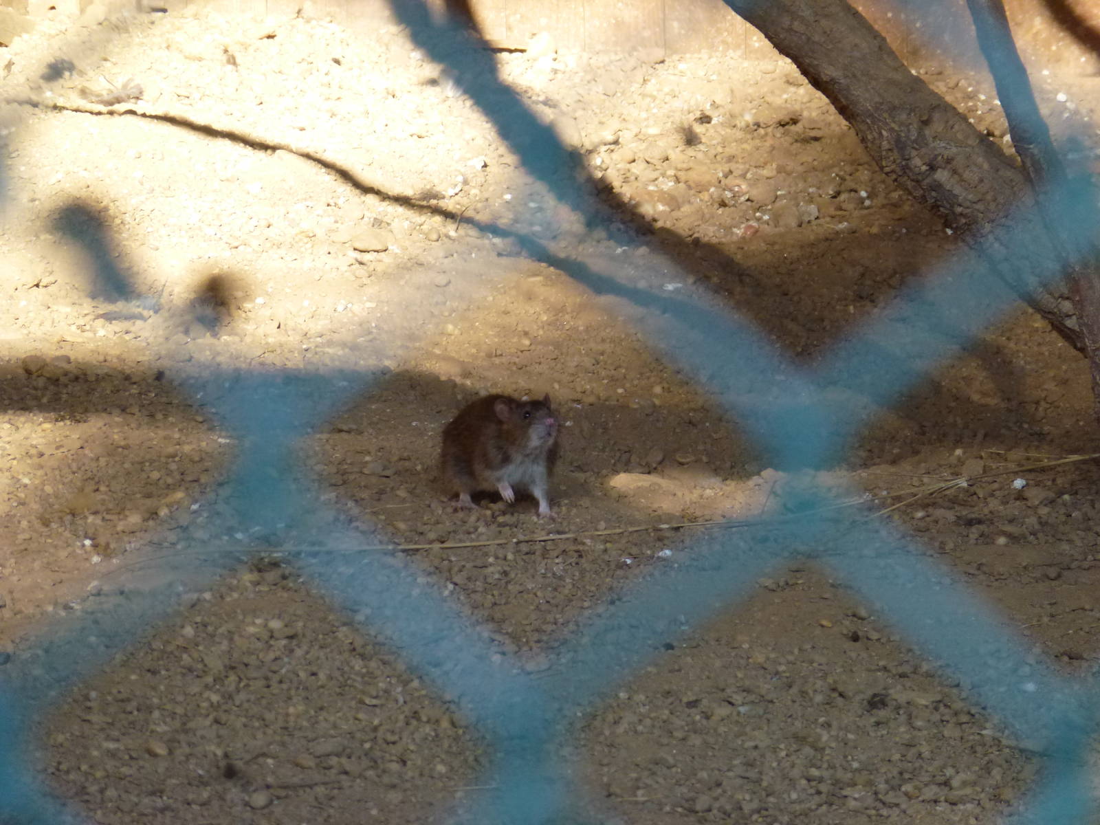 Brown rat, November 2013.