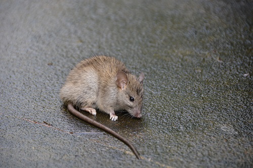 Brown rat  (R. norvegicus)