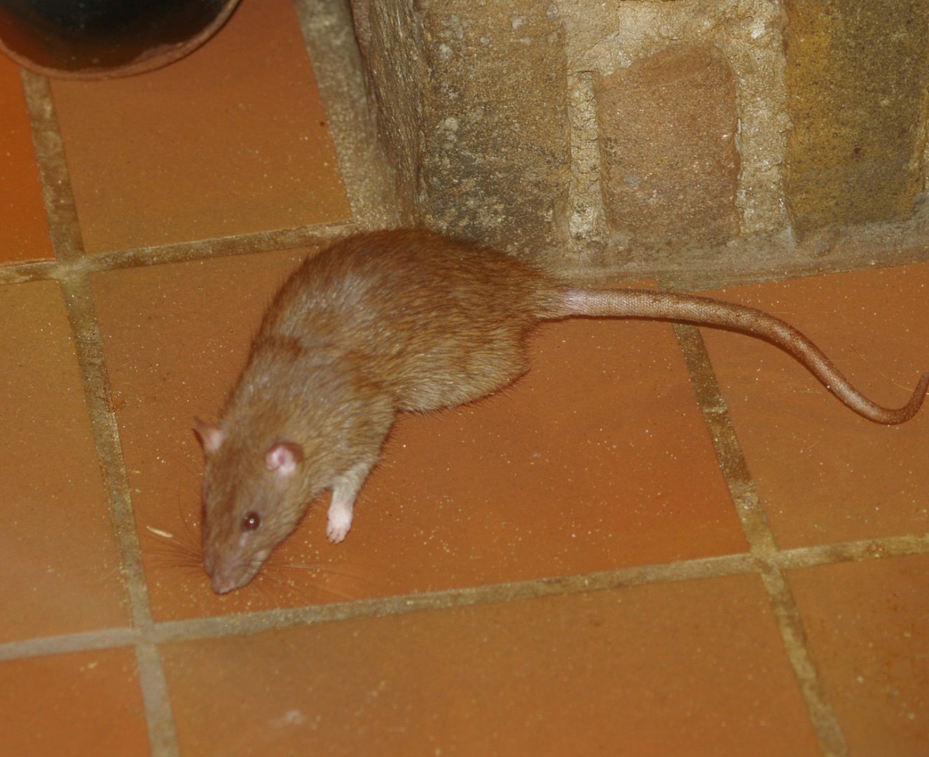 Brown rat (Rattus norvegicus), 2006-07-08