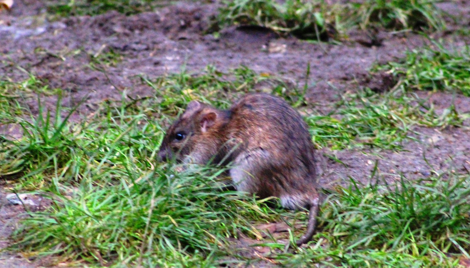 Brown rat (Rattus norvegicus) in Jardin des Plantes; 24th November 2018