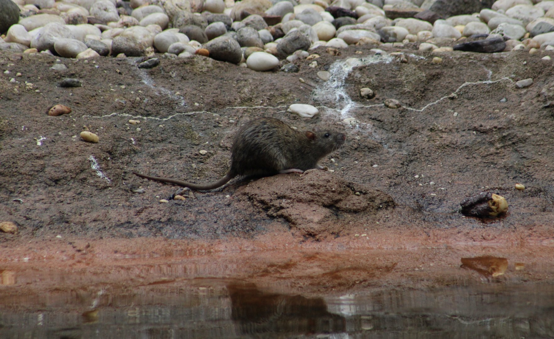 Brown Rat (Rattus norvegicus) wild in Seabird Aviary