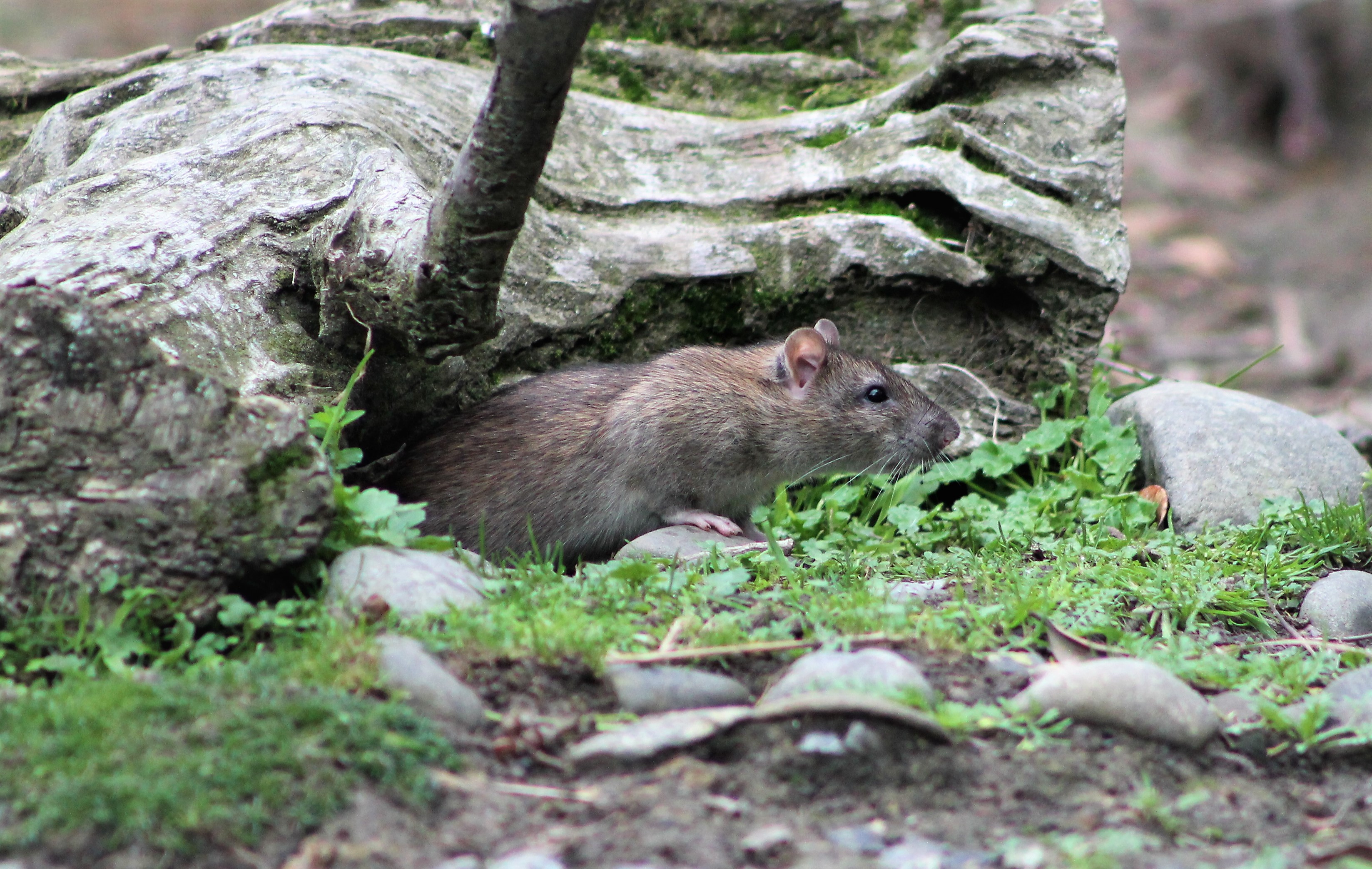 Brown Rat (Rattus norvegicus)