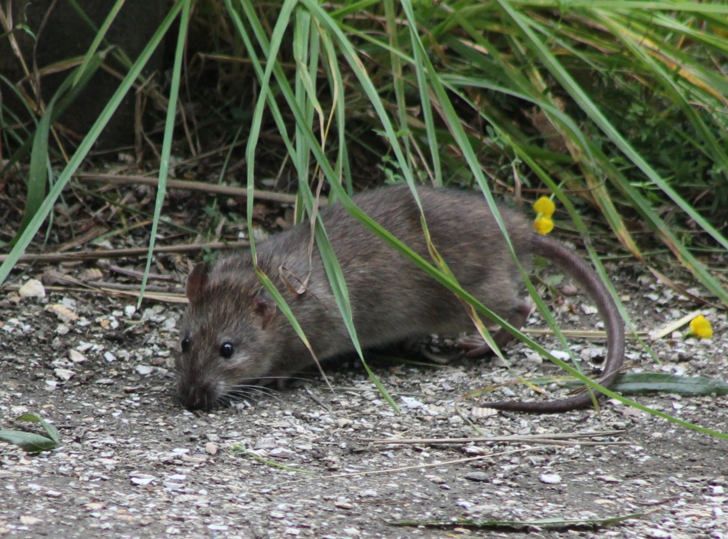 Brown rat