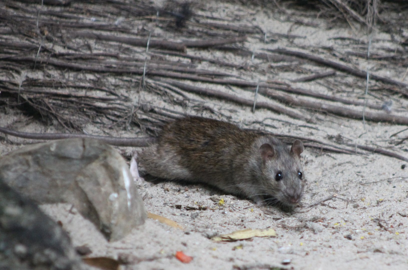 Brown rat