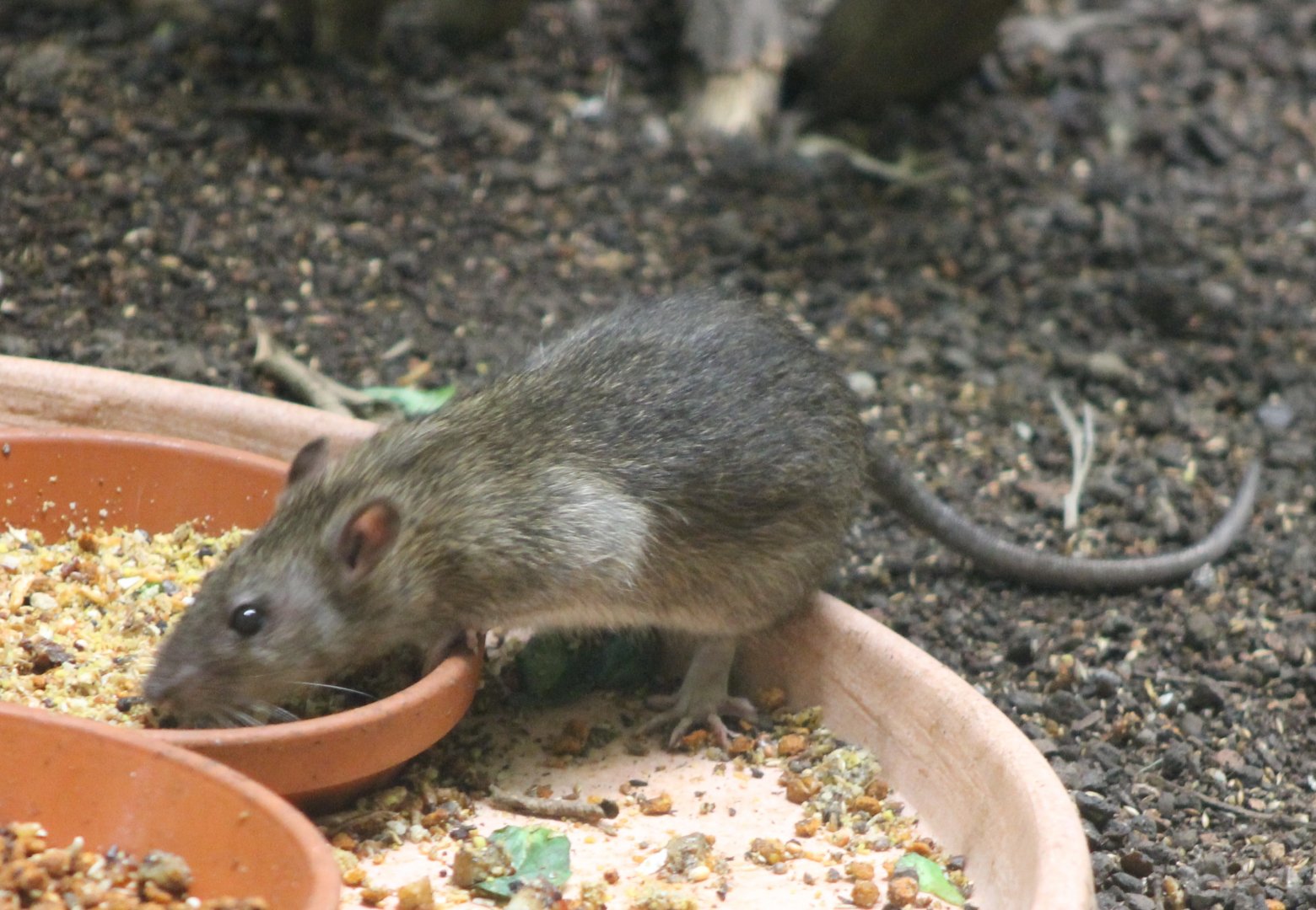 Brown rat