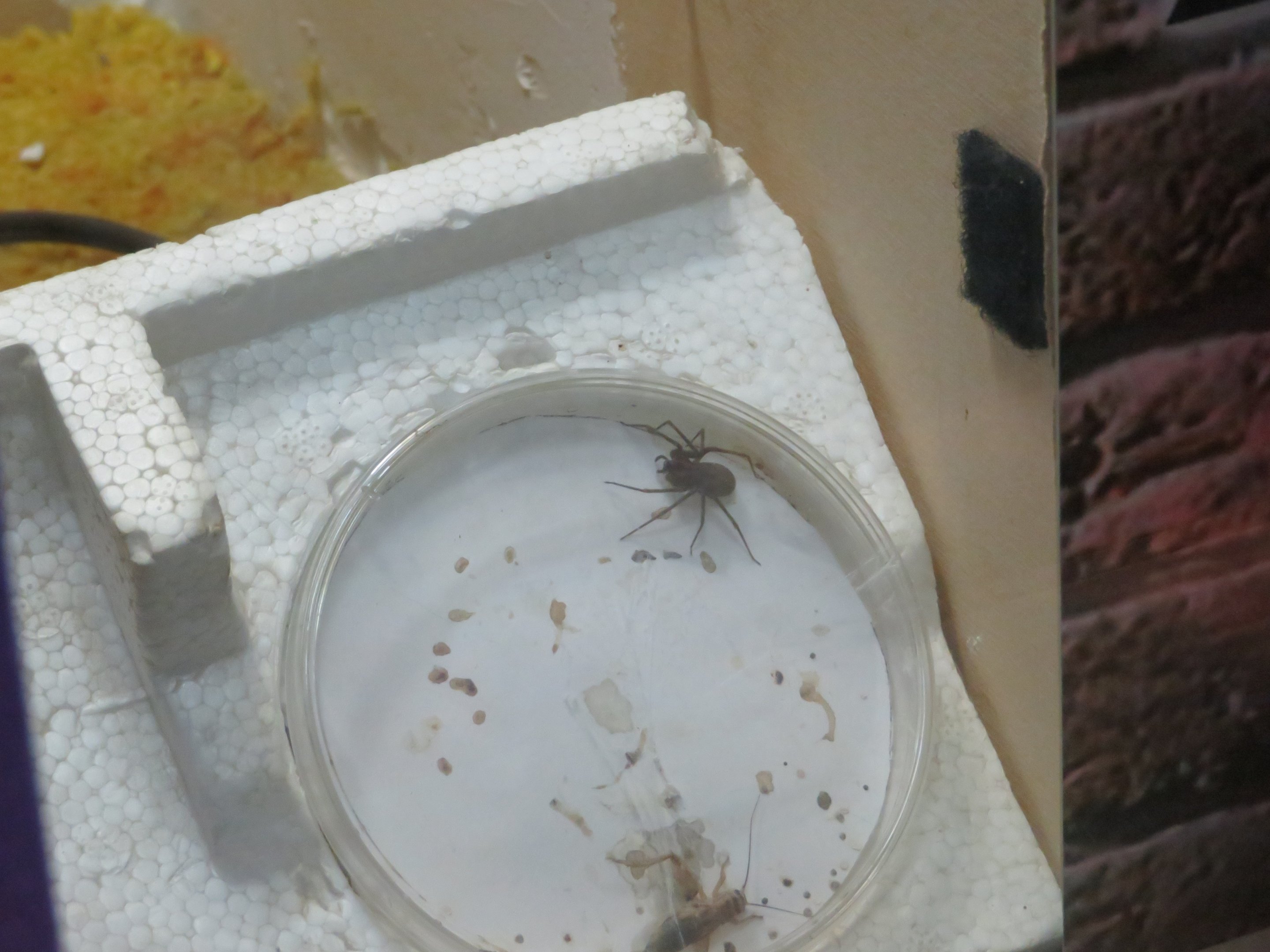 Brown Recluse Spider