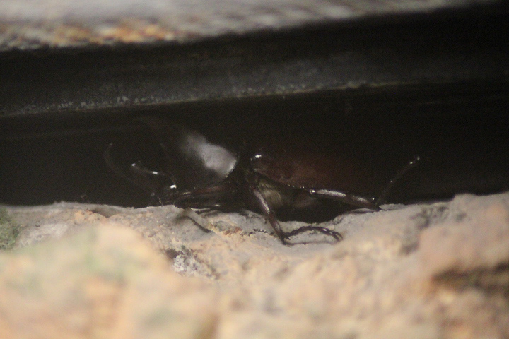 Brown rhinoceros beetle (Xylotrupes gideon)