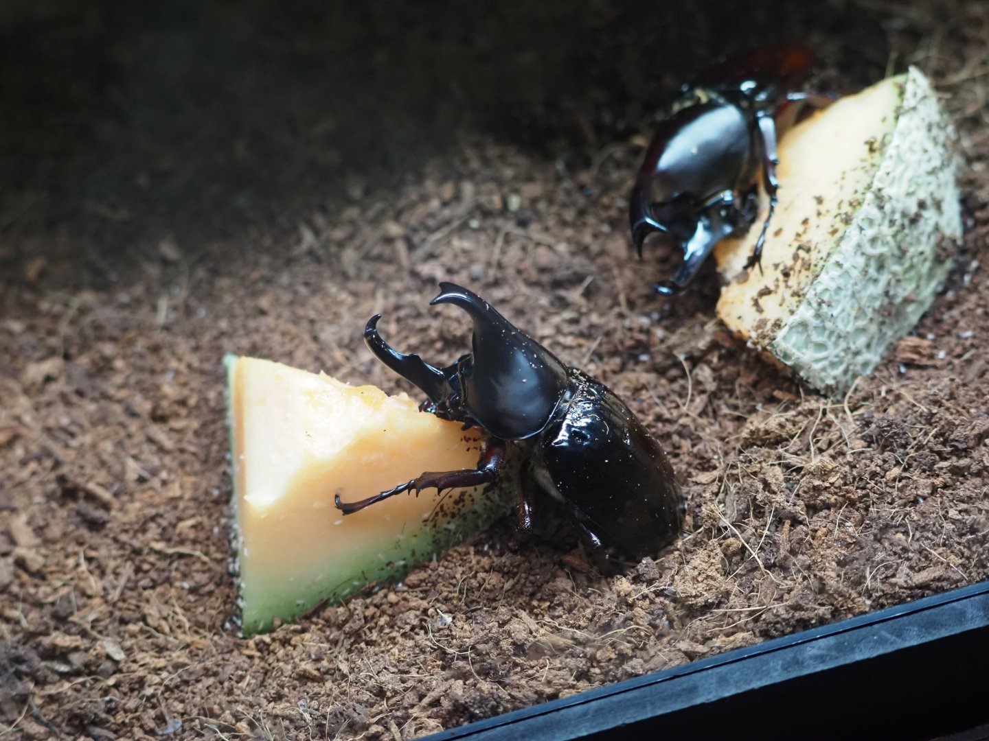 Brown Rhinoceros Beetle
