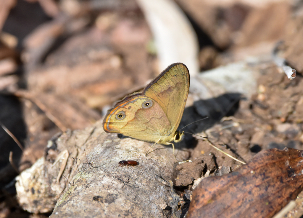 Brown Ringlet, Hypocysta metirius