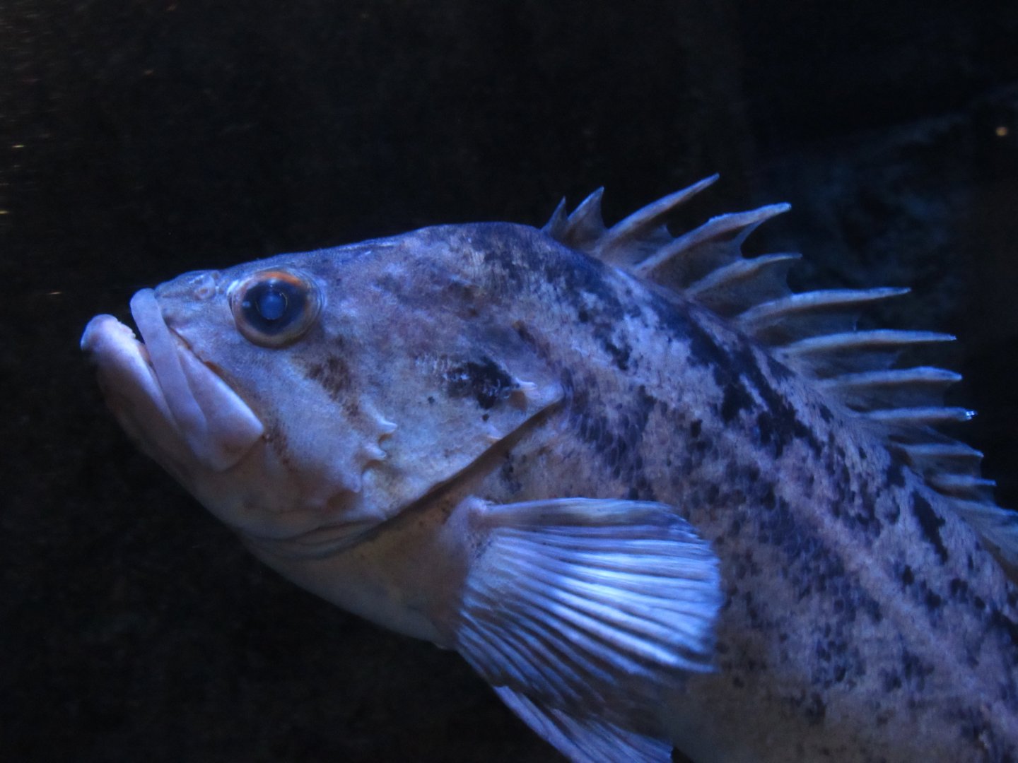 Brown Rockfish at Omaha Henry Doorly Zoo