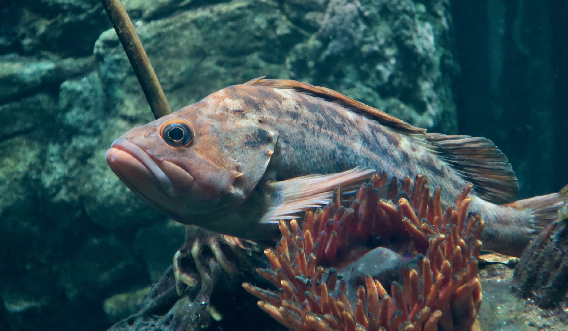 Brown Rockfish (Sebastes auriculatus)