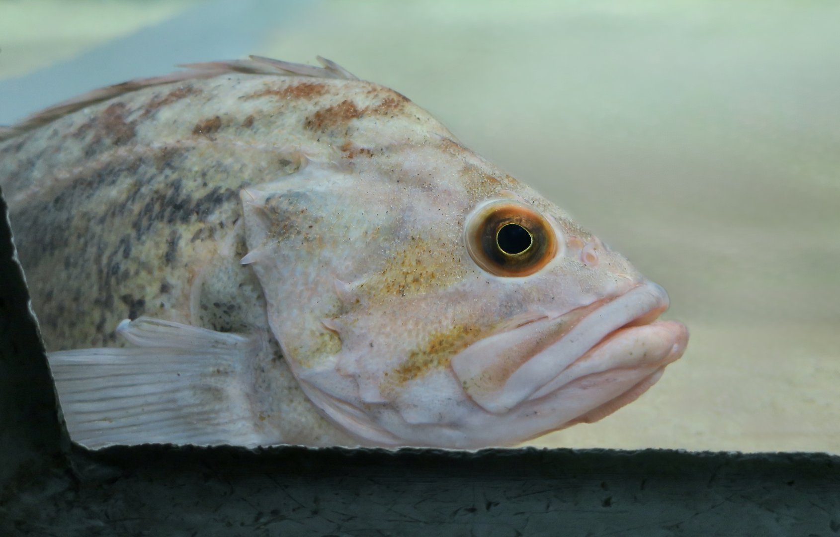 Brown Rockfish (Sebastes auriculatus)