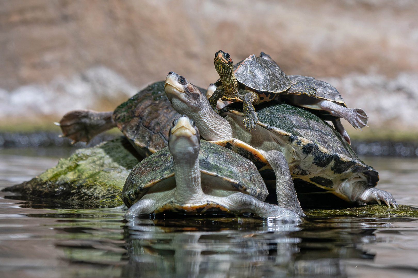 Brown roofed turtle (Pangshura smithii) & Indian roofed turtle (Pangshura tecta)