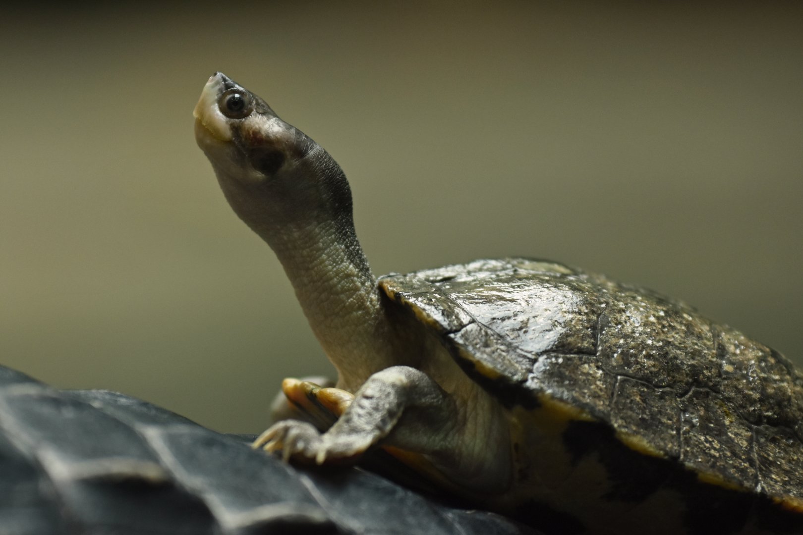 Brown roofed turtle Pangshura smithii