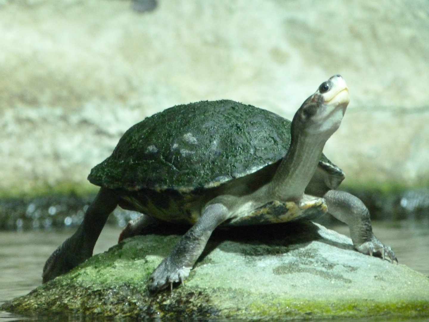 Brown roofed turtle -Zoo Praha (2025)