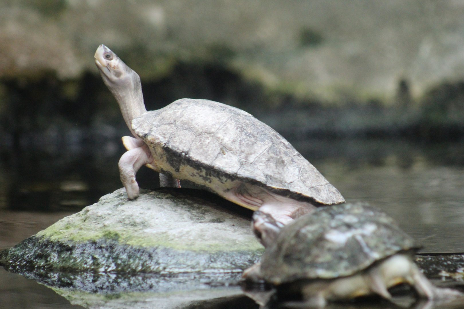 Brown Roofed Turtle