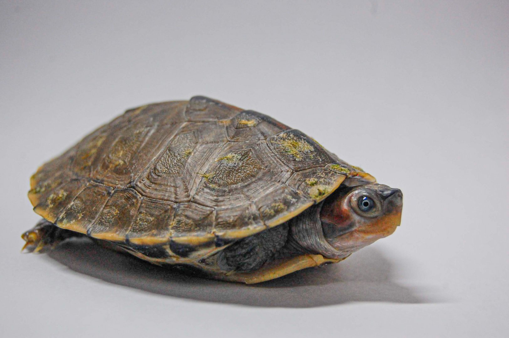 Brown roofed turtle
