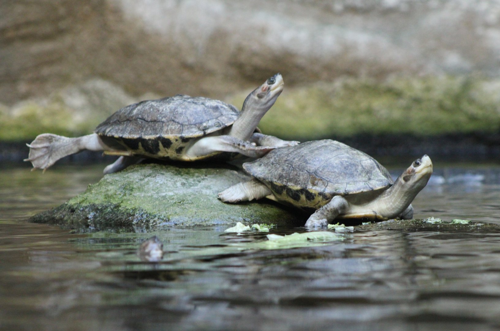 Brown roofed turtles - Pangshura smithii