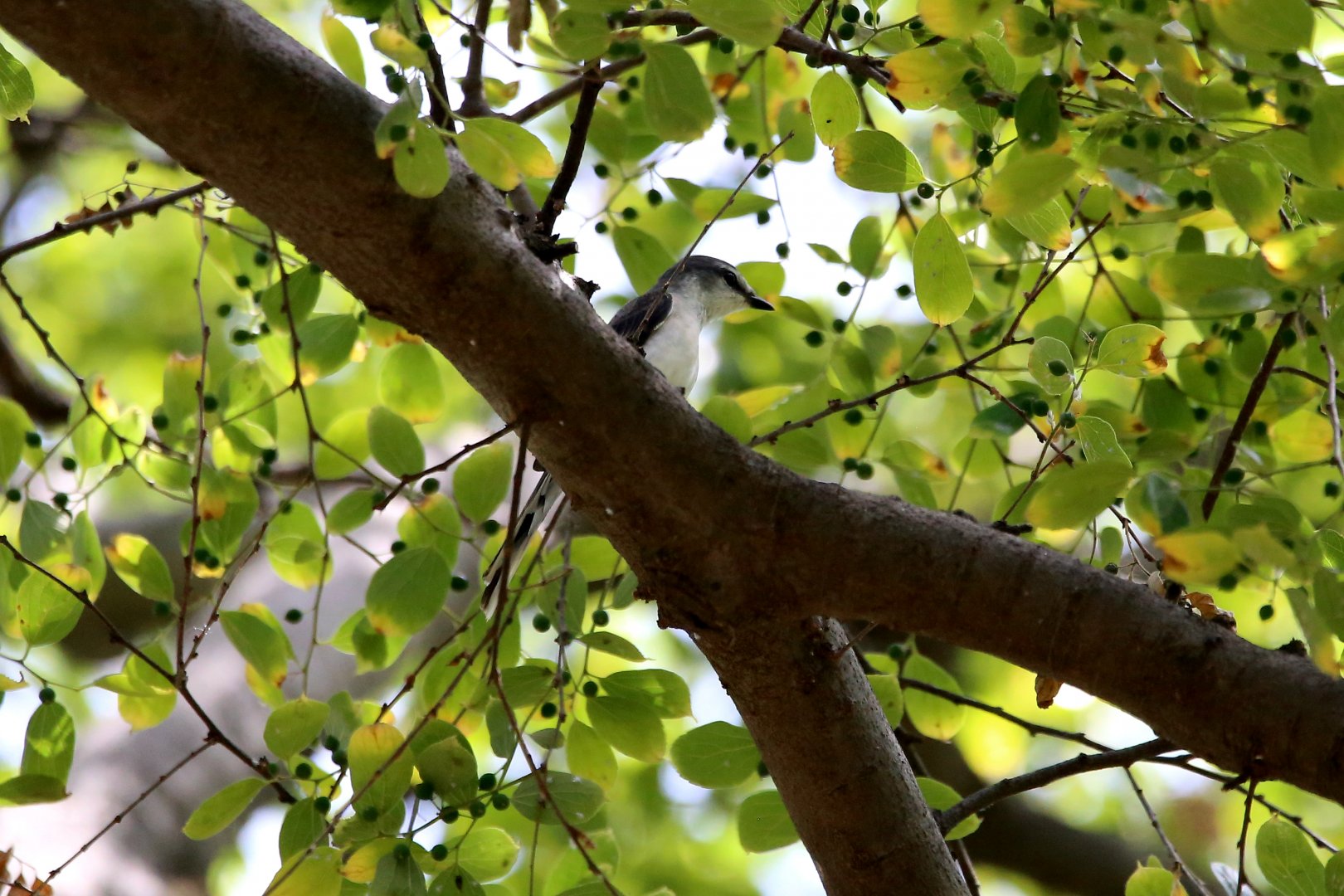 Brown-rumped Minivet (Pericrocotus cantonensis)