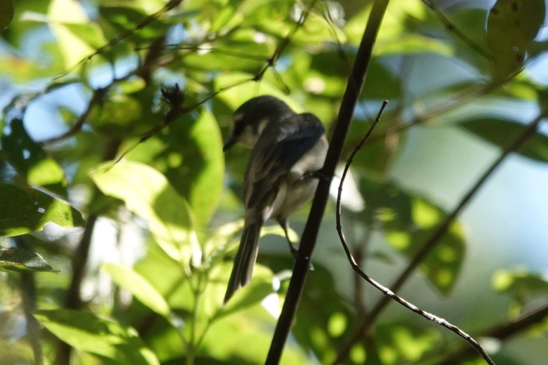 Brown-rumped Minivet