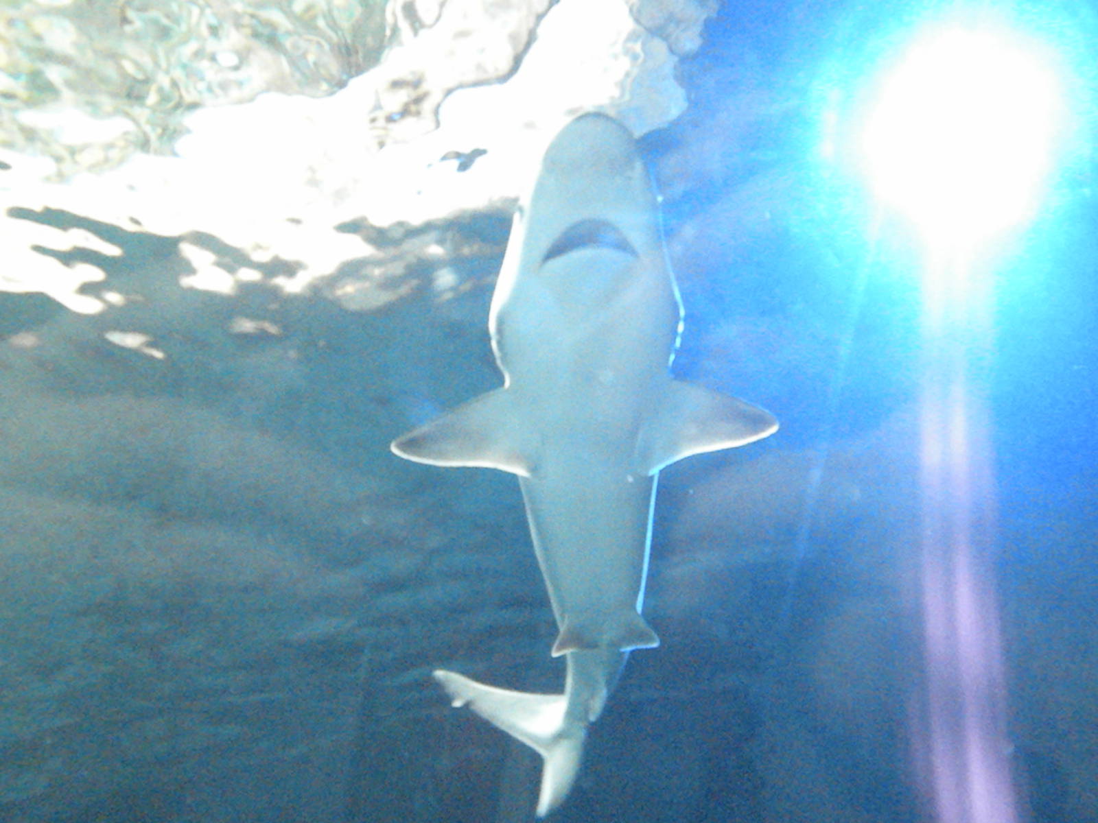 Brown Shark