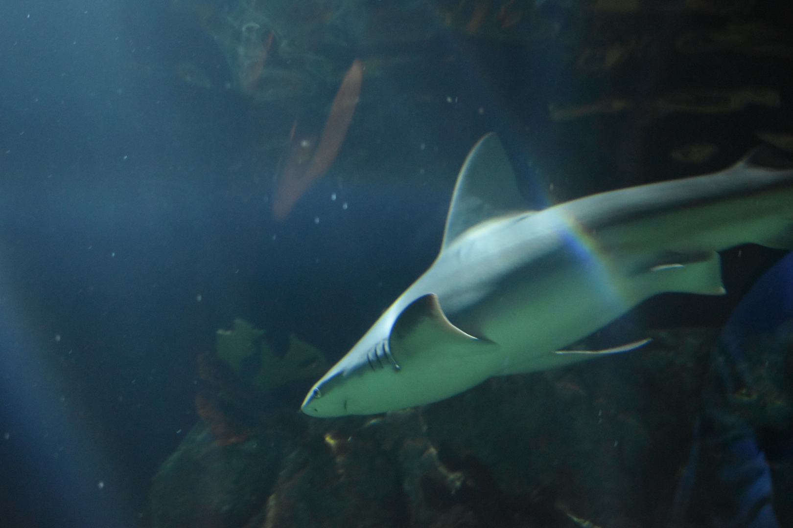 Brown Shark