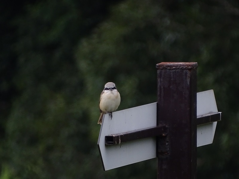 Brown Shrike (Lanius cristatus)
