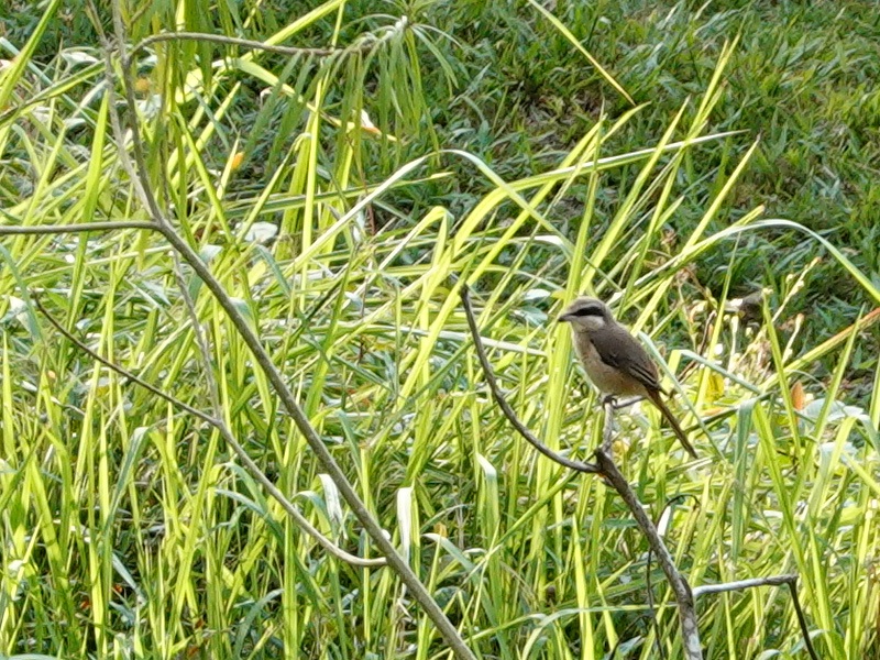 Brown shrike (Lanius cristatus)